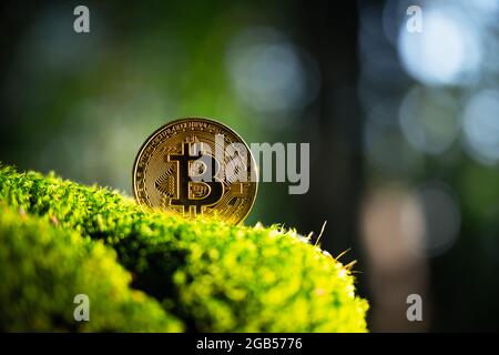 Golden bitcoin coin on lush green moss in summer forest. Eco-friendly cryptocurrency concept Stock Photo