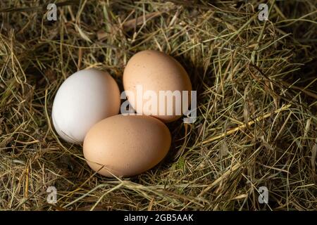 Close-up of three fresh chicken eggs in a straw nest, top view. One white and two brown eggs in a chicken nest Stock Photo