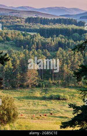 Highland Cattle grazing in the Cairngorm National Park, near Cromdale, Grantown-on-Spey, Speyside, Scotland Stock Photo