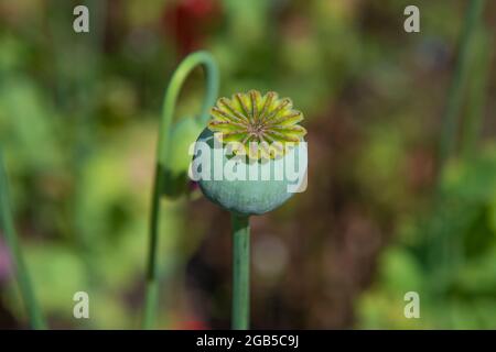 Poppy seed heads in summer. Papaver somniferum, commonly known as the opium poppy or breadseed poppy, is a species of flowering plant in the family Pa Stock Photo