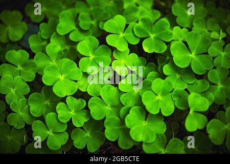 Green clover leaves closeup. Nature background Stock Photo