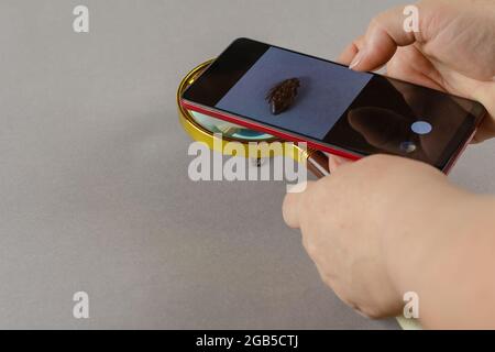 Close-up of a woman taking a picture of a dead cockroach. Hands holding a magnifying glass and smartphone over the insect lying on its back. Brown coc Stock Photo