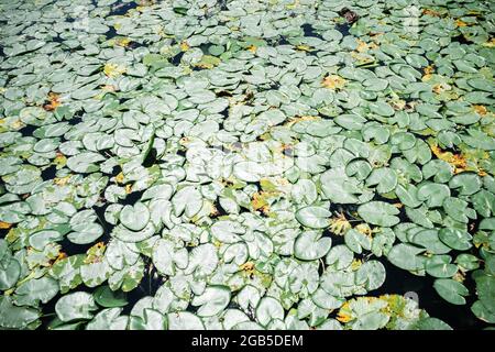 Lotus or Water lily flower leaves on pond water closeup Stock Photo