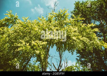 Acacia leaf texture on blue sky background Stock Photo