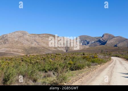 Mountain Fynbos  and proteas in the Riviersonderend Mountains above McGregor, Western Cape, South Africa with a view along the road leading to the Boe Stock Photo