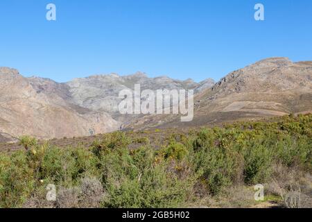 Mountain Fynbos  and proteas in the Riviersonderend Mountains above McGregor, Western Cape, South Africa Stock Photo