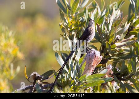 Cape Sugarbird (Promerops cafer,) perched on Protea neriifolia , McGregor, Western Cape, South Africa Stock Photo