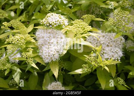 White flowers of Japanese Meadowsweet, or Japanese Spirea, Spiraea japonica growing in a garden in the UK Stock Photo