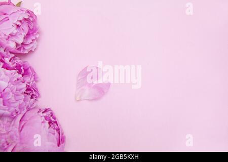 Pink peony flower on pink background. Heart shaped petal. Copy space for text. Top view. mothers day Stock Photo