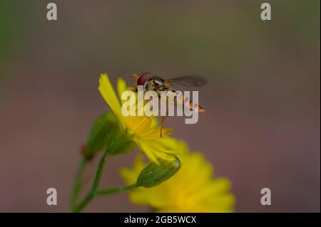 Macro close-up of bee-like hoverfly sitting on the yellow flower. Stock Photo