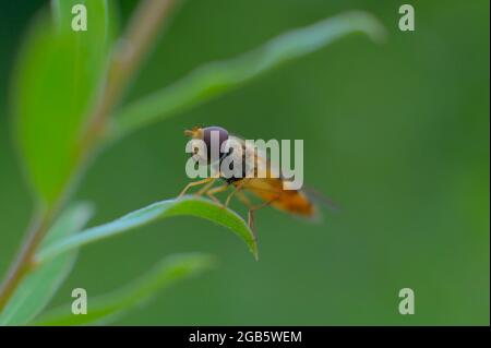 Macro close-up of bee-like hoverfly sitting on the green leaf. Stock Photo