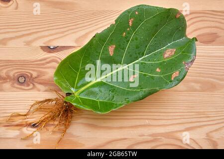 Rooted Single Fiddle Leaf, Propagation in Water Concept. Stock Photo