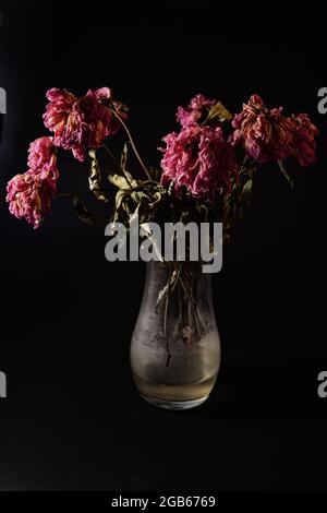 withered peonies in a vase on a black background. Stock Photo