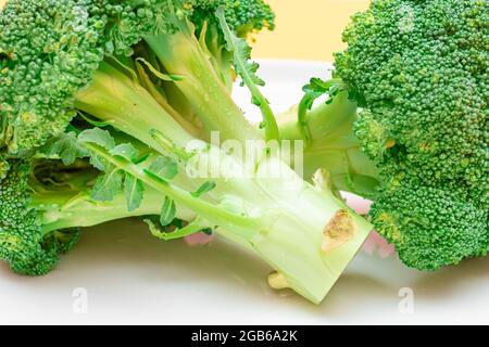 Two Fresh and Raw Pieces of Broccoli on White Plate. Uncooked Green Cabbage. Vegan and Vegetarian Culture. Raw Food. Healthy Eating and Vegetable Diet Stock Photo
