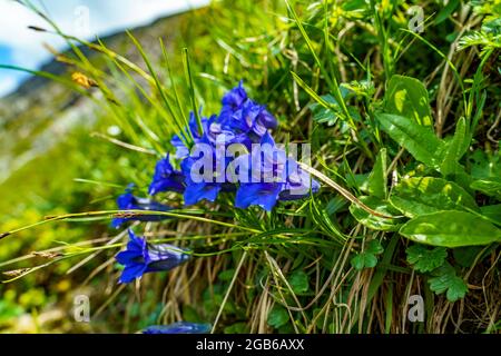 blue gentian flowers in the alpine green meadow by the way. illuminated blossoms on the steep slope of the mountains from Vorarlberg, by lake of Brand Stock Photo