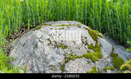 Moss on granite stone close-up. Green moss on a stone against a background of green grass. Concept of adapting to circumstances. Copy space Stock Photo
