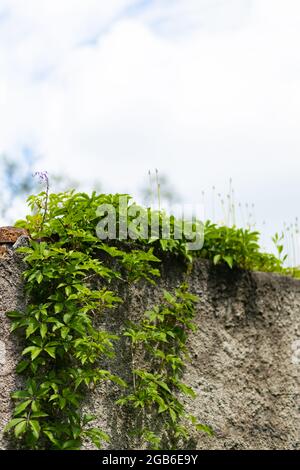 Plants growing on stone wall. Plants grow on a stone wall. Concept of growth in spite of the circumstances. Overcoming obstacles concept Stock Photo