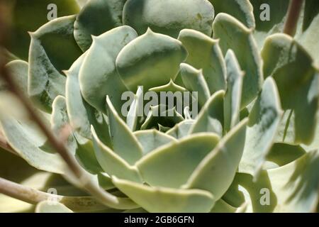 Succulent cactus close-up. Pattern and ornament of succulent cactus in a pot by sunlight in summer. Home ornamental plants. High quality photo Stock Photo