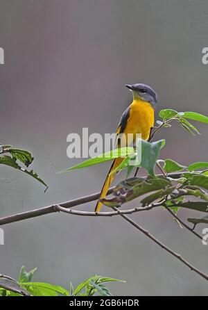 Scarlet Minivet (Pericrocotus flammeus) adult female perched on twig Kaeng Krachan NP, Thailand            November Stock Photo