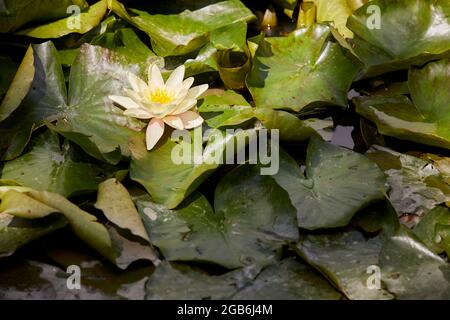 Nymphaeaceae is a family of flowering plants, commonly called water lilies Stock Photo