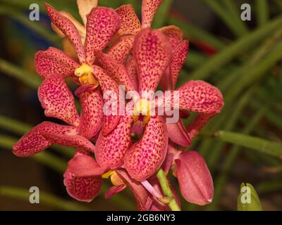 Pink & Yellow Orchid - A nice picture of a reddish-pink spotted orchid taken at Dakak Resort in Zamboanga, the Philippines. Stock Photo