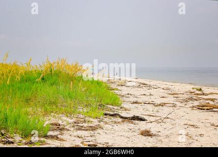 Sea oats (Uniola paniculata) wave in the breeze on Fort Morgan Peninsula at Mobile Point, July 31, 2021, in Gulf Shores, Alabama. Stock Photo