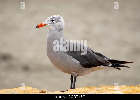 Heermann's gull young Stock Photo