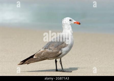 Heermann's gull young Stock Photo