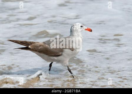 Heermann's gull young Stock Photo