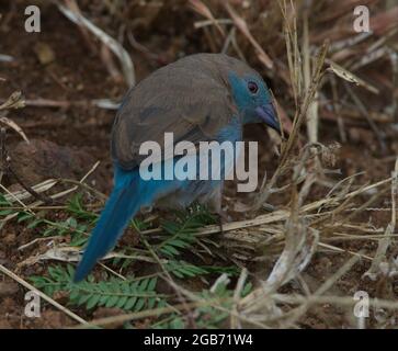 Closeup of colorful Red-cheeked Cordon-bleu (Uraeginthus bengalus) bird Lake Tana, Gorgora, Ethiopia. Stock Photo