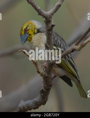 Closeup of colorful Village Weaver (Ploceus cucullatus) bird Lake Tana, Gorgora, Ethiopia. Stock Photo