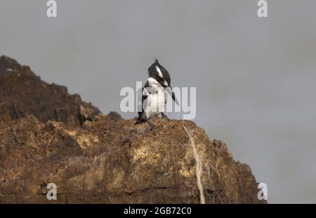 Closeup of Pied Kingfisher (Ceryle rudis) resting on rocks Lake Tana, Gorgora, Ethiopia. Stock Photo