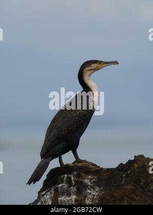 Closeup portrait of Anhinga Snakebird (Anhinga anhinga) resting on rocks Lake Tana, Gorgora, Ethiopia. Stock Photo