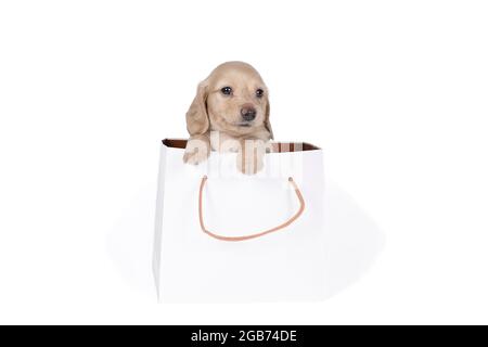 One  blonde longhaired  Dachshund dog pup in a shoppingbag isolated on a white background Stock Photo