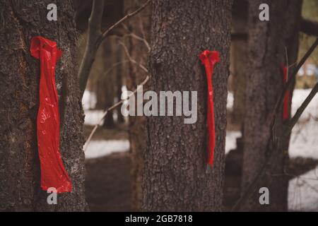 Red Flags Marking Fir Trees to be Cut Down and Removed Stock Photo