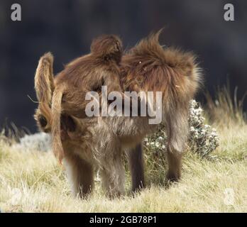 Closeup portrait of Gelada Monkey (Theropithecus gelada) mother with baby on back Semien Mountains, Ethiopia. Stock Photo