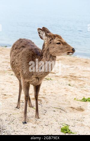 Sika deer Cervus nippon roaming tamely on Miyajima island, Japan Stock Photo