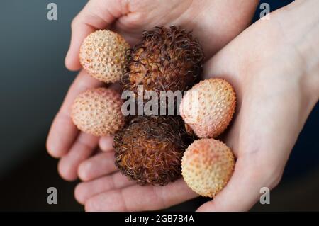 Female hands are holding exotic ripe rambutan and leechy or lychee fruits. Healthy food, fresh organic fruit. Stock Photo