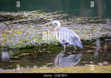 Great Blue Heron Stock Photo