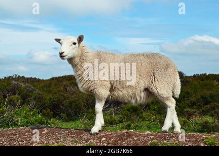 Sheep on the Long Mynd in the Shropshire Hills, UK Stock Photo