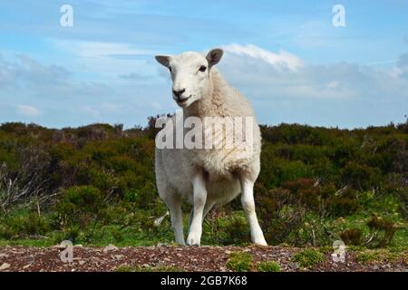 Sheep on the Long Mynd in the Shropshire Hills, UK Stock Photo