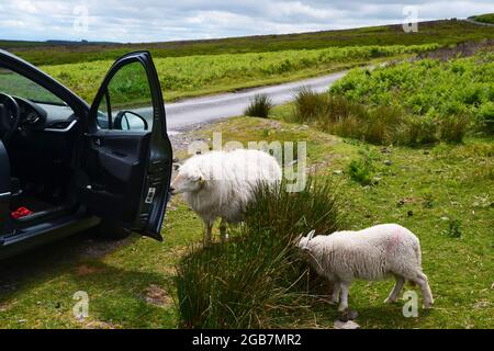 Sheep grazing beside a car on the Long Mynd in the Shropshire Hills, UK Stock Photo