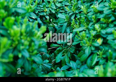 Green patterned background, Natural background and wallpaper Stock Photo