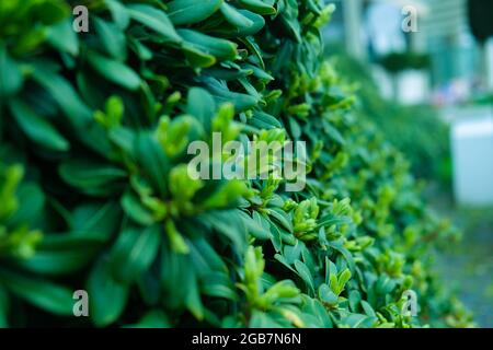 Green patterned background, Natural background and wallpaper Stock Photo