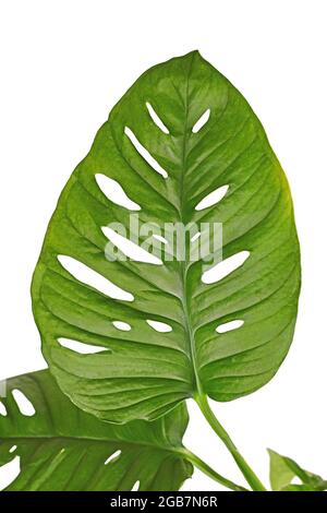 Leaf of exotic 'Monstera Adansonii'  houseplant with holes isolated on white background Stock Photo