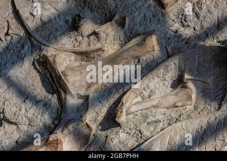 Spectacular exhibit of dinosaur bones excavated in situ by paleoltologists in the Quarry Exhibit Hall, Dinosaur National Monument on border of Utah an Stock Photo