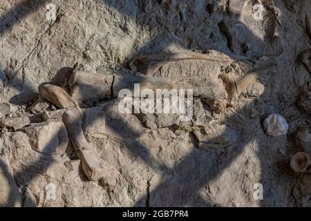 Spectacular exhibit of dinosaur bones excavated in situ by paleoltologists in the Quarry Exhibit Hall, Dinosaur National Monument on border of Utah an Stock Photo