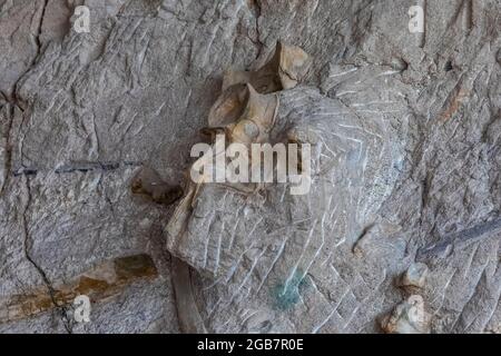 Spectacular exhibit of dinosaur bones excavated in situ by paleoltologists in the Quarry Exhibit Hall, Dinosaur National Monument on border of Utah an Stock Photo