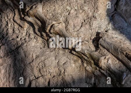 Spectacular exhibit of dinosaur bones excavated in situ by paleoltologists in the Quarry Exhibit Hall, Dinosaur National Monument on border of Utah an Stock Photo