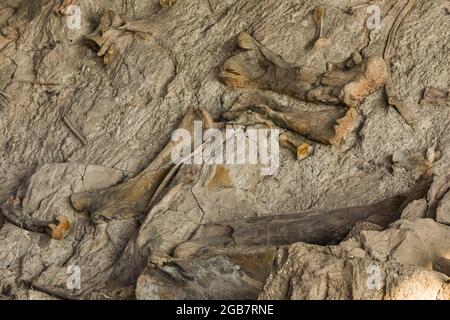 Spectacular exhibit of dinosaur bones excavated in situ by paleoltologists in the Quarry Exhibit Hall, Dinosaur National Monument on border of Utah an Stock Photo